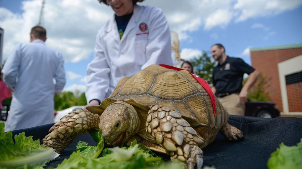 A ten-year-old turtle got its fill of lettuce during gift announcement.