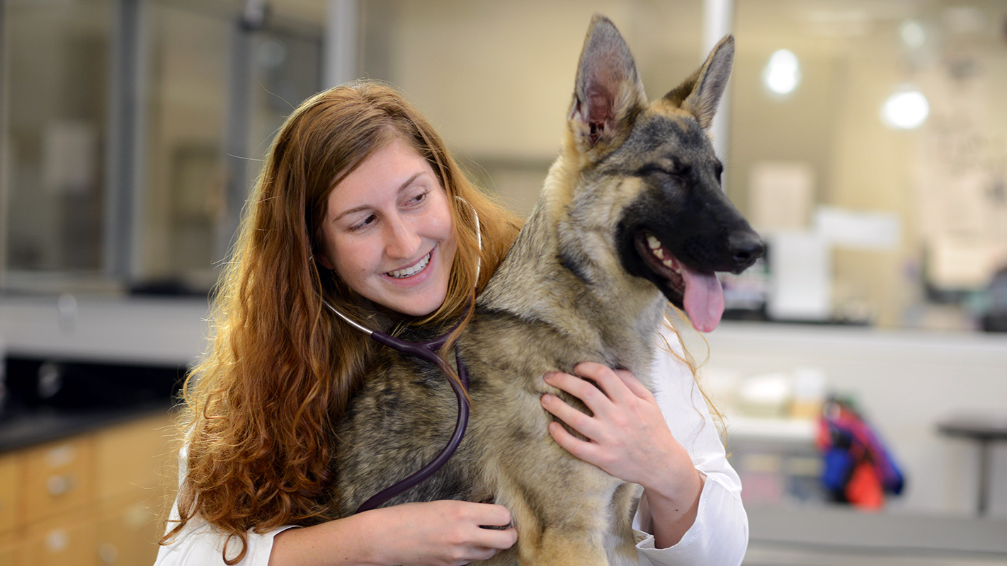 A veterinary student at NC State's College of Veterinary Medicine attends to a German Shepherd puppy.