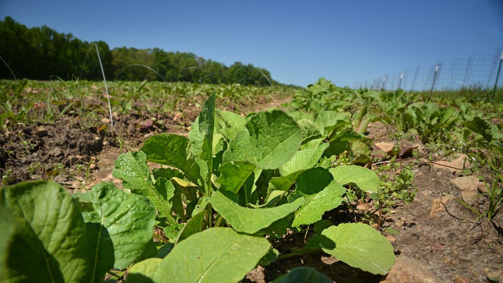 closeup of tobacco crop