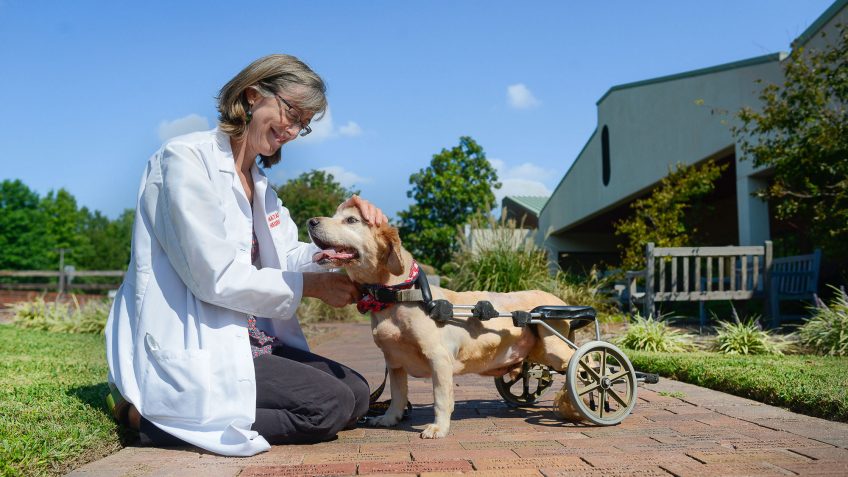 Natasha Olby with dog who uses a wheelchair