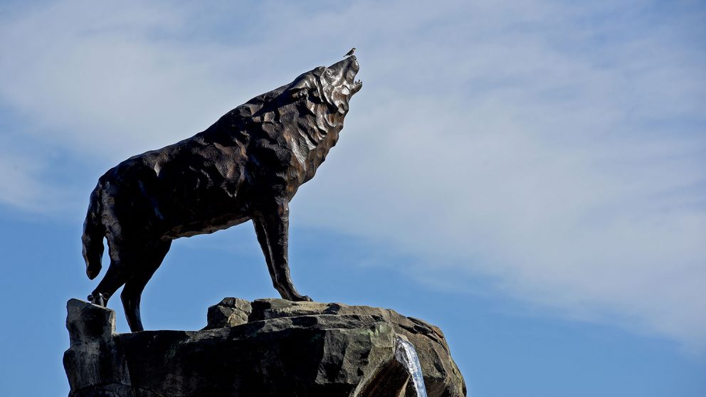NC State wolf statue against blue sky