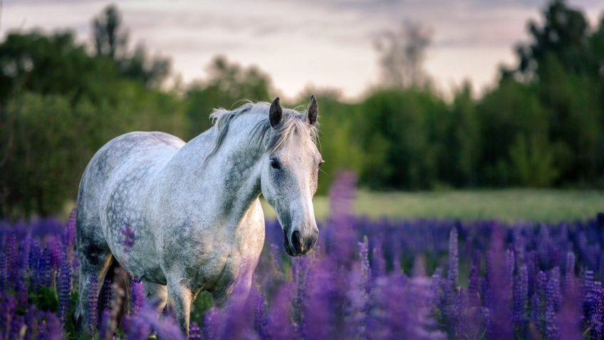 horse in field of purple flowers