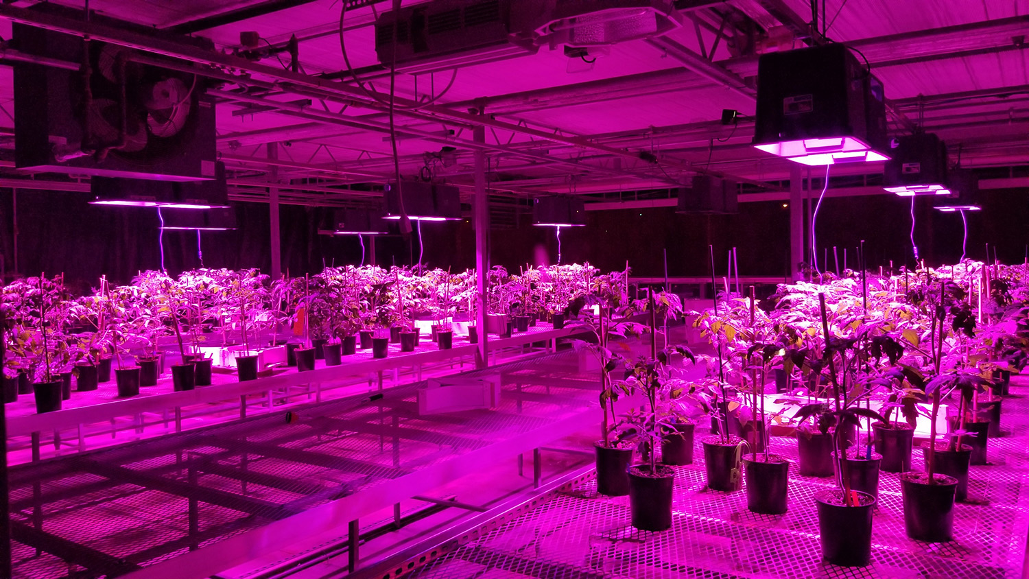Crops grow under purple light in indoor farm