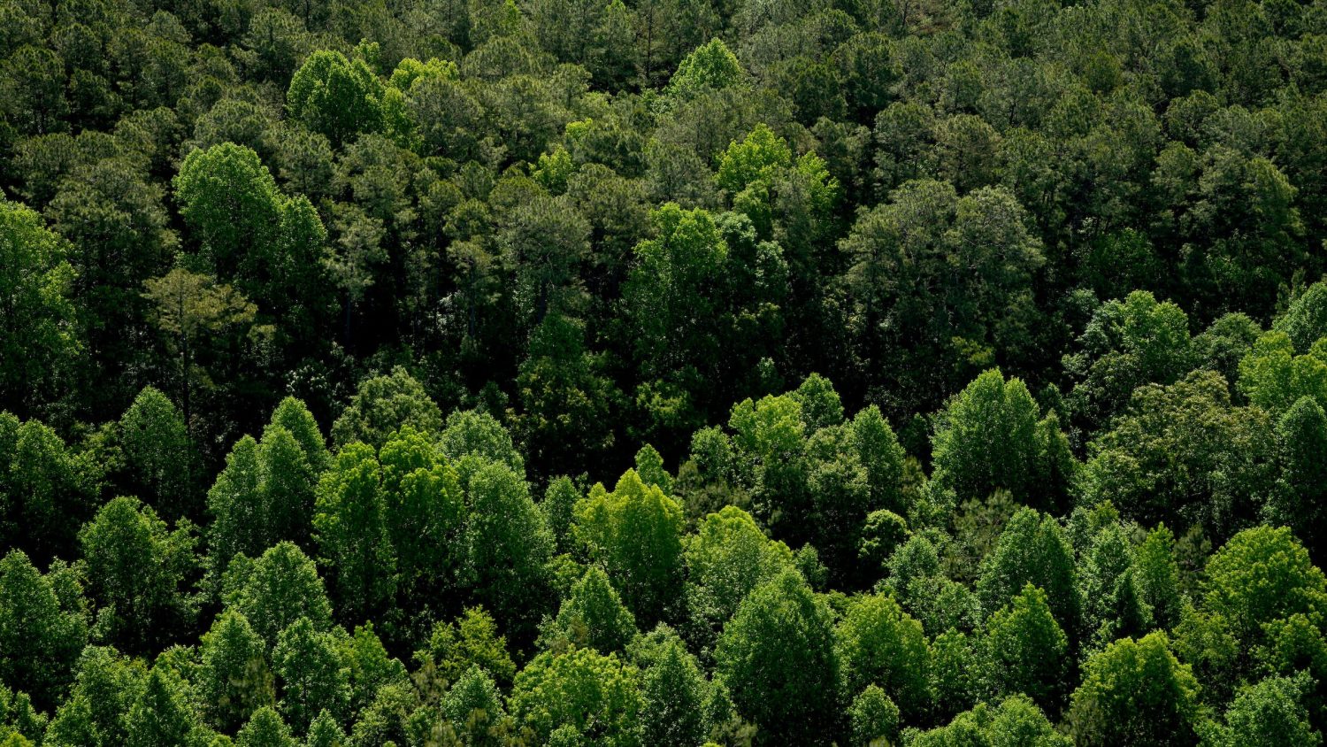 Aerial of trees in mid-spring