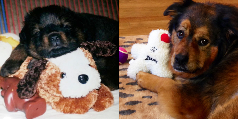 Chaya as a puppy and full-grown