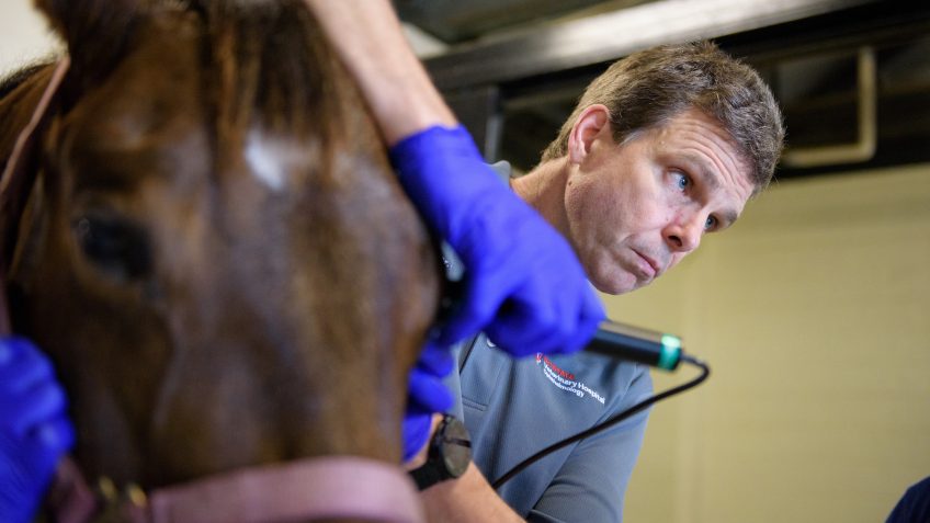 Brian Gigler performs an ocular ultrasound on a horse