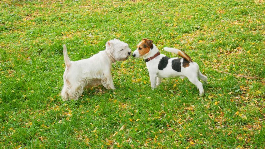 West Highland white terrier and Jack Russell terrier