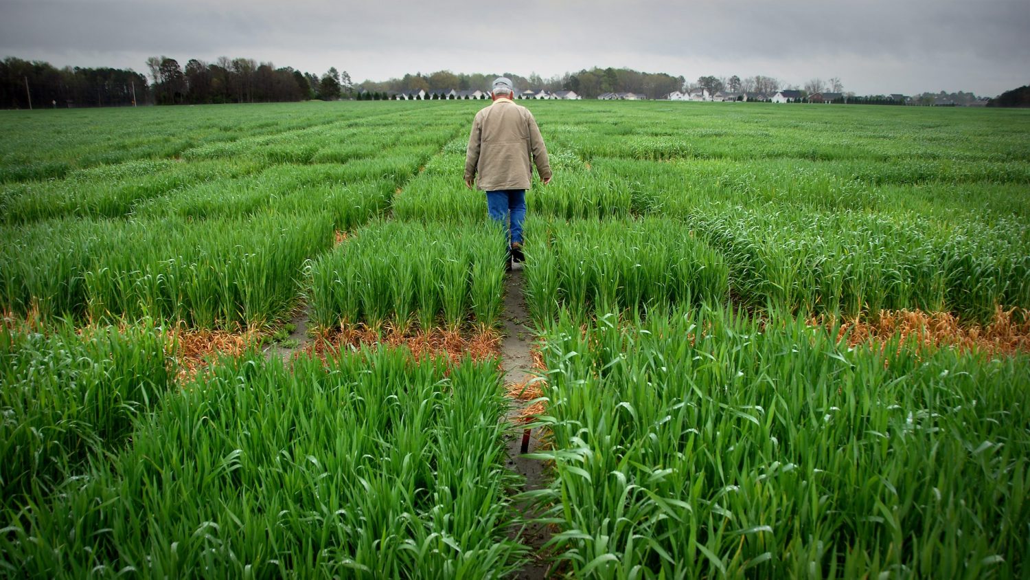 An Extension agent looks over research crops