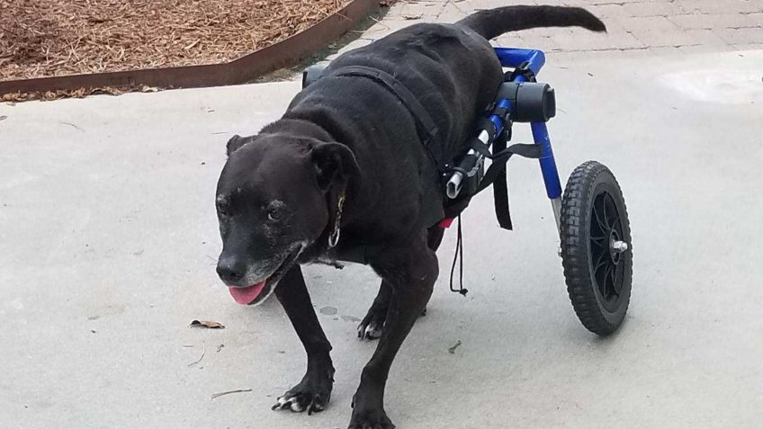 black dog using a hind leg wheelchair