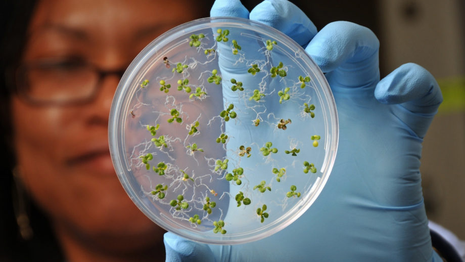 scientist holding petri dish