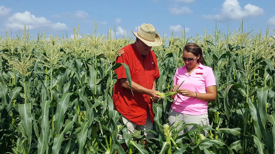 extension agent working with farmer in cornfield