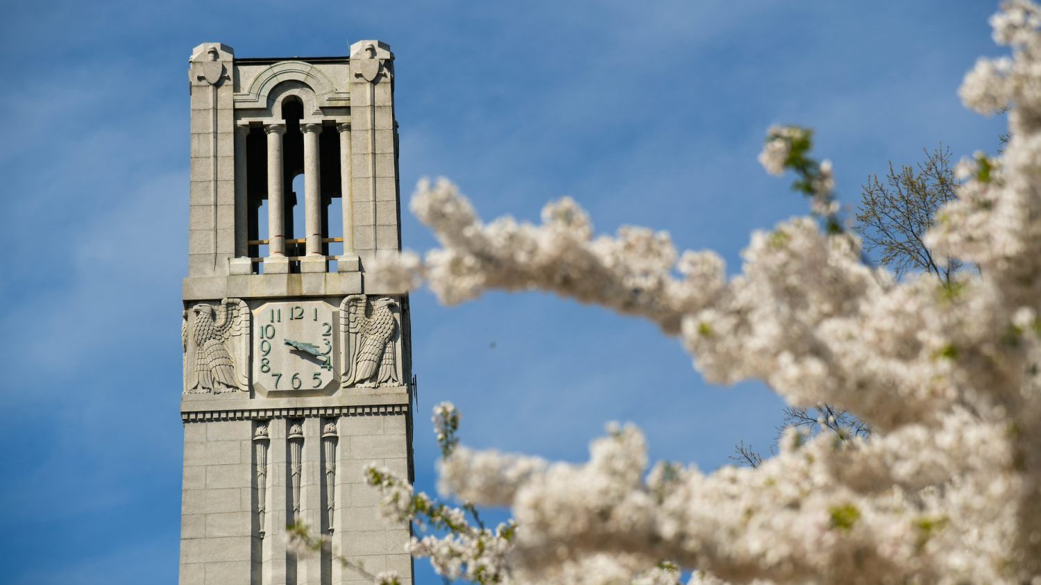 The belltower framed by blooming trees in Spring