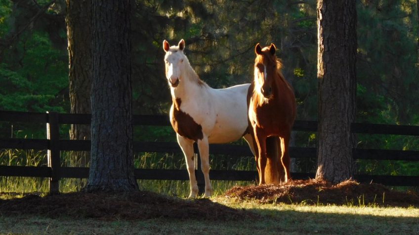 two horses in a pasture
