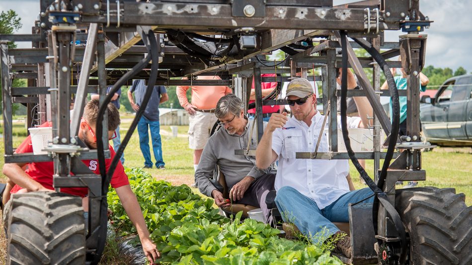 Strawberry field day participants try out the harvest aid known as the Glean Machine