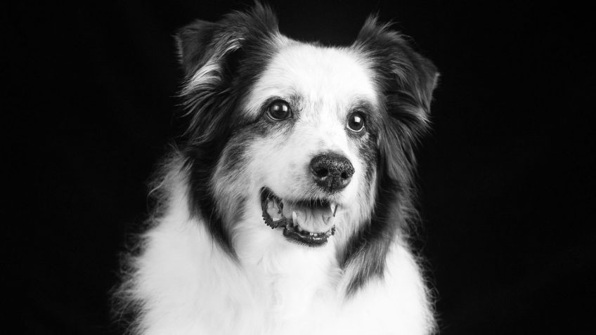 portrait of Zora the dog