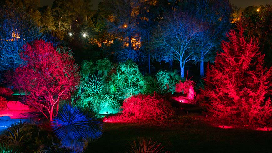 arboretum trees lit red, green and blue for moonlight in the garden