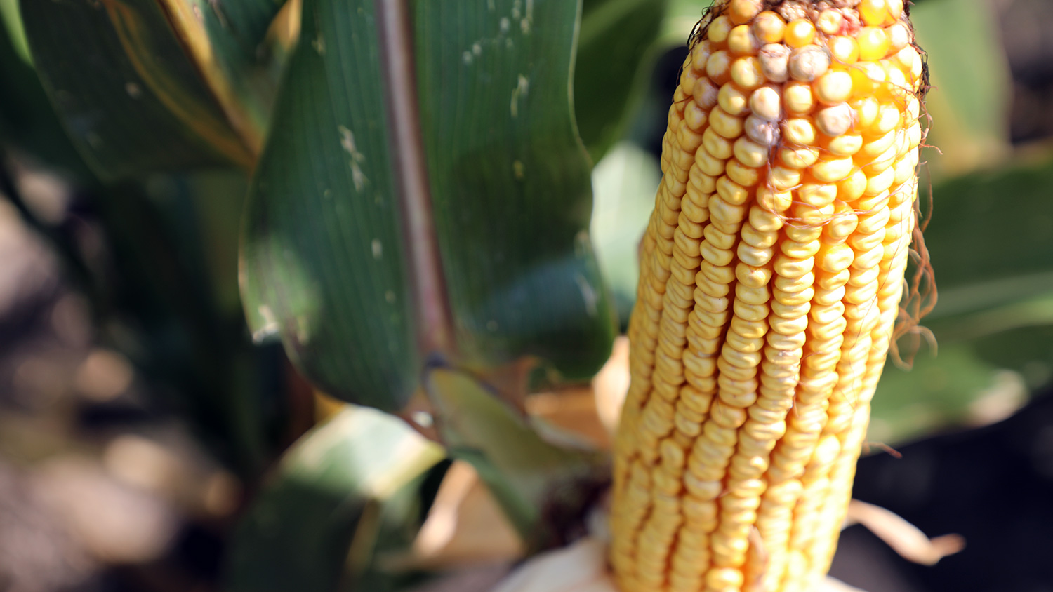 ear of corn closeup
