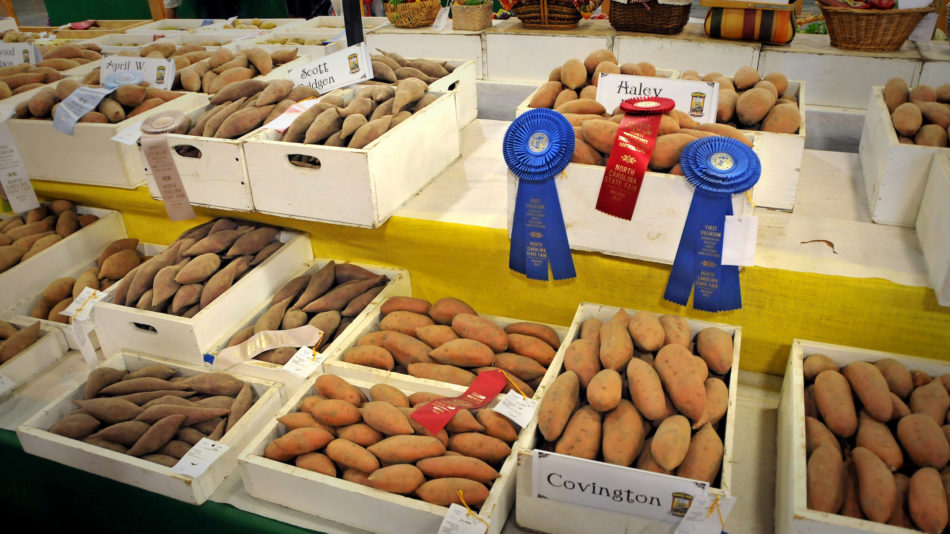 Sweet potato winners at the State Fair.