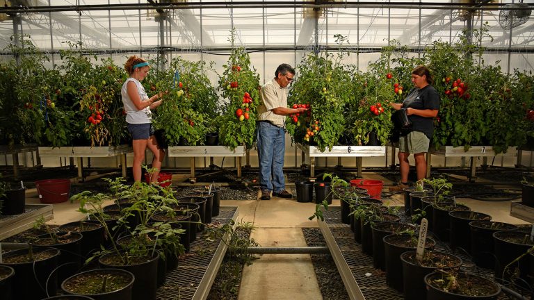 Dilip Panthee and two students tending to tomatoes in a greenhouse