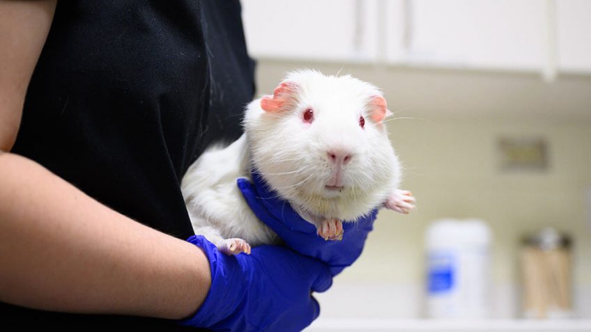 a vet tech holding Rebecca the guinea pig