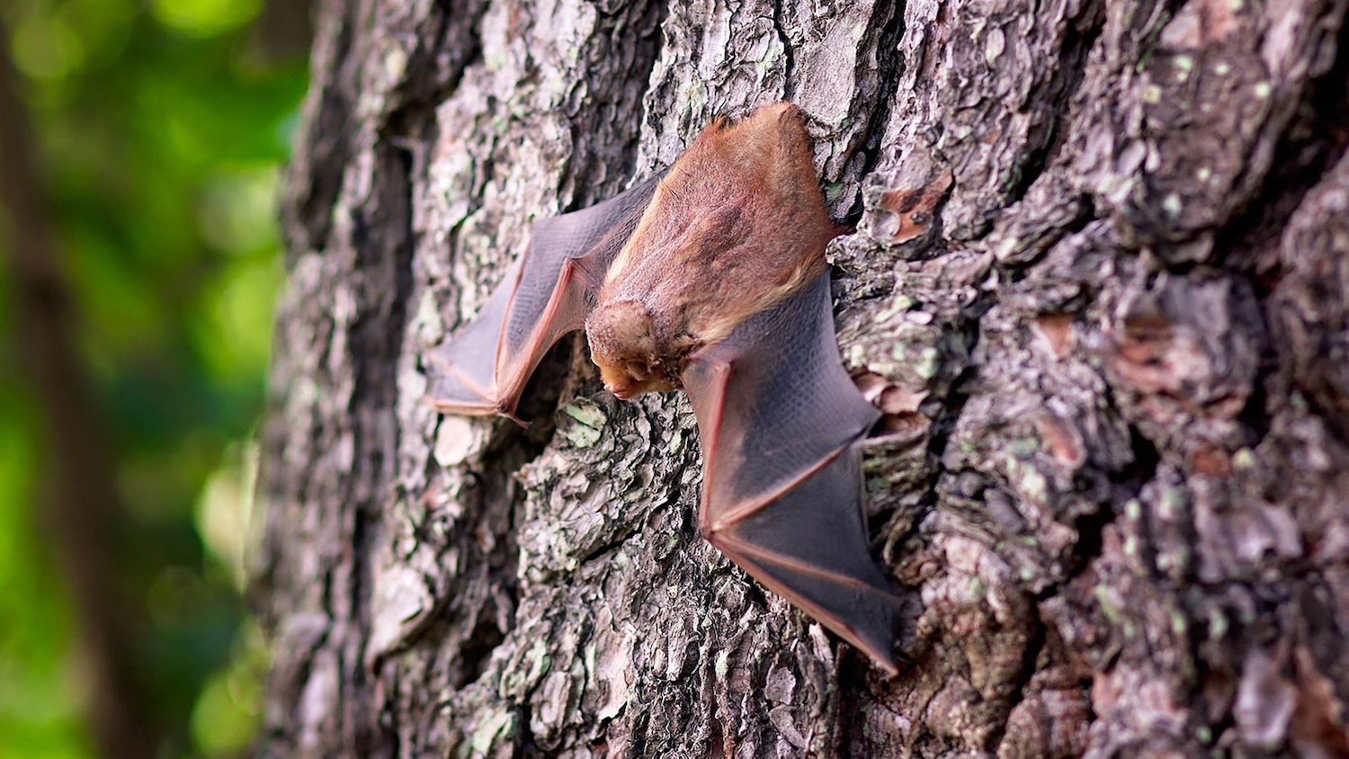 a bat sleeps against a tree