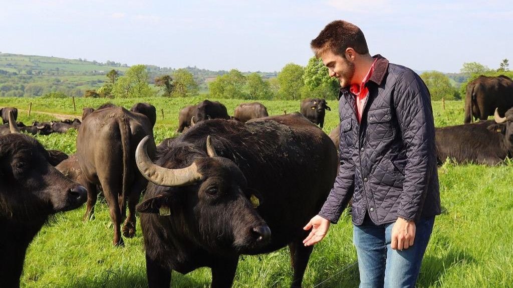Clay Honeycutt standing in a field with bulls