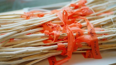 small wood stick samples tied with orange string