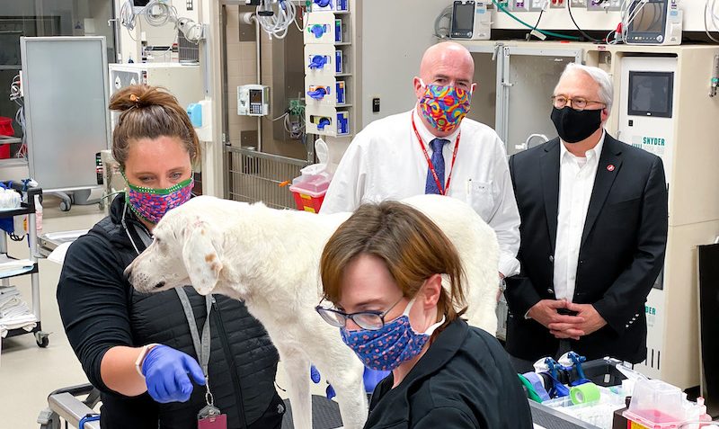 Steve Marks leads Chancellor Woodson on a tour through the vet hospital as a dog receives care under pandemic restrictions