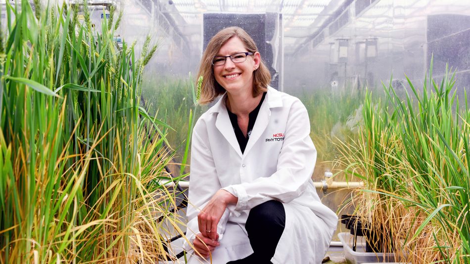 Amy Grunden kneeling in wheat grown in a greenhouse