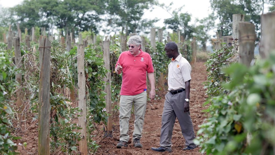 Craig Yencho and Bernard Yada survey sweetpotato vines at a research farm in Uganda  