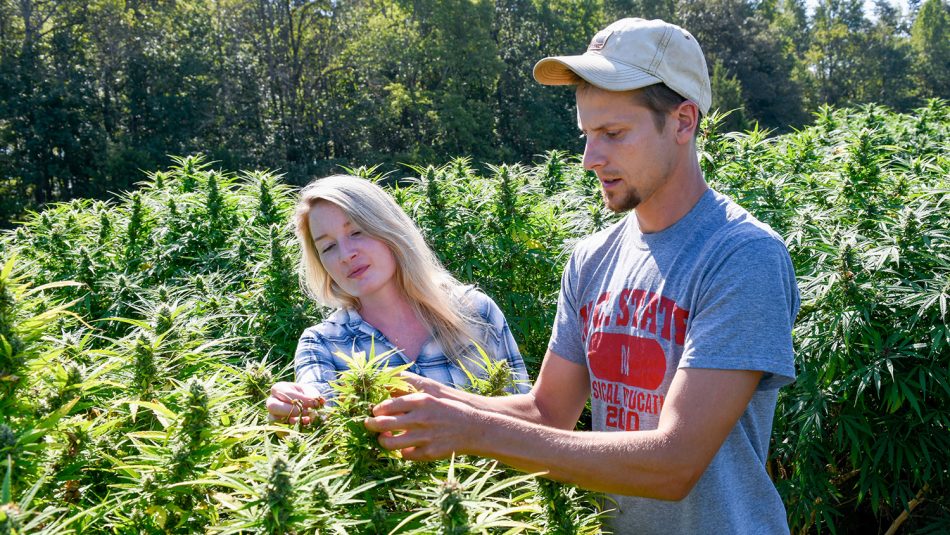 two young farmers checking on their hemp crops