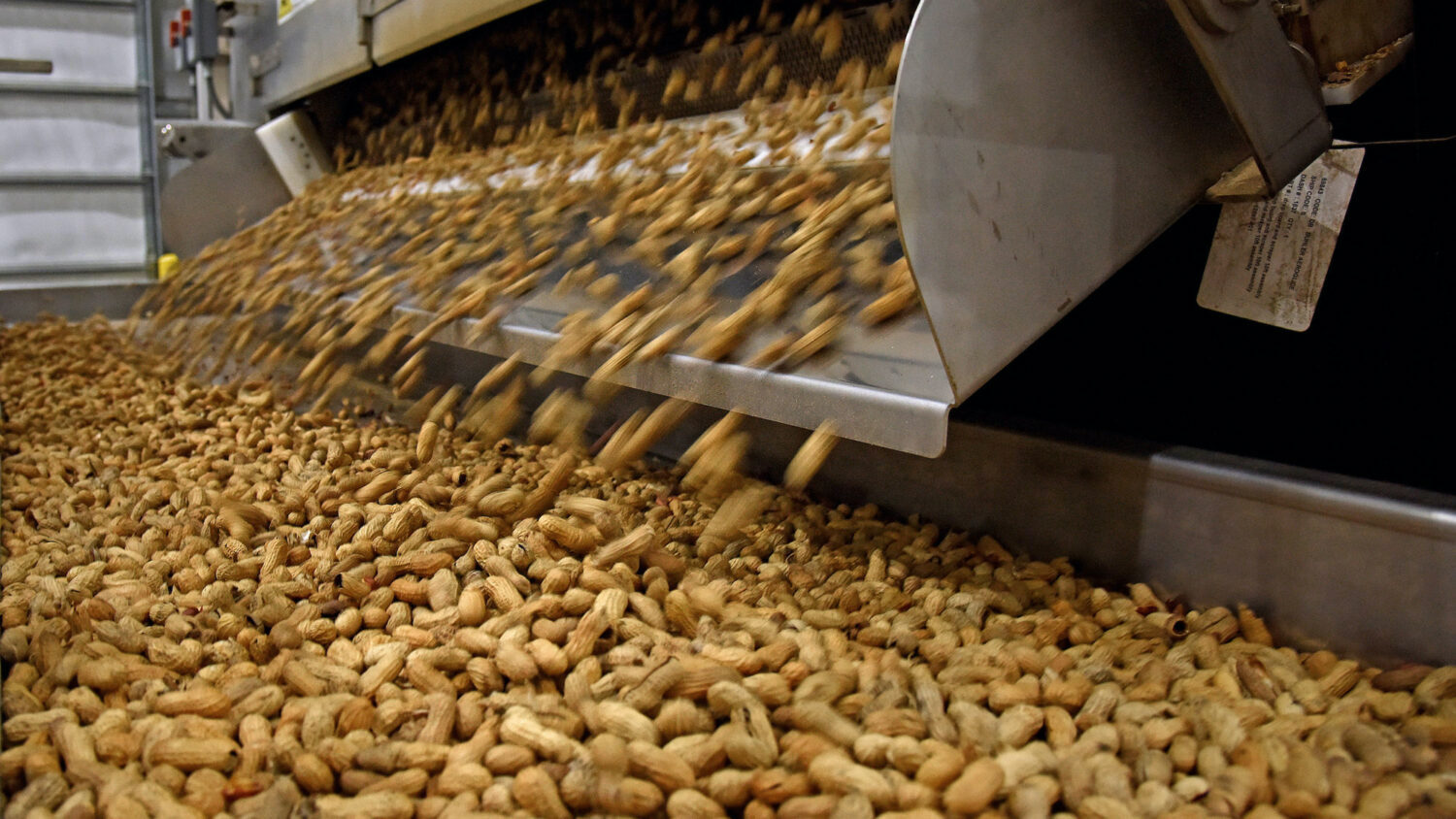 Peanuts in a packing facility