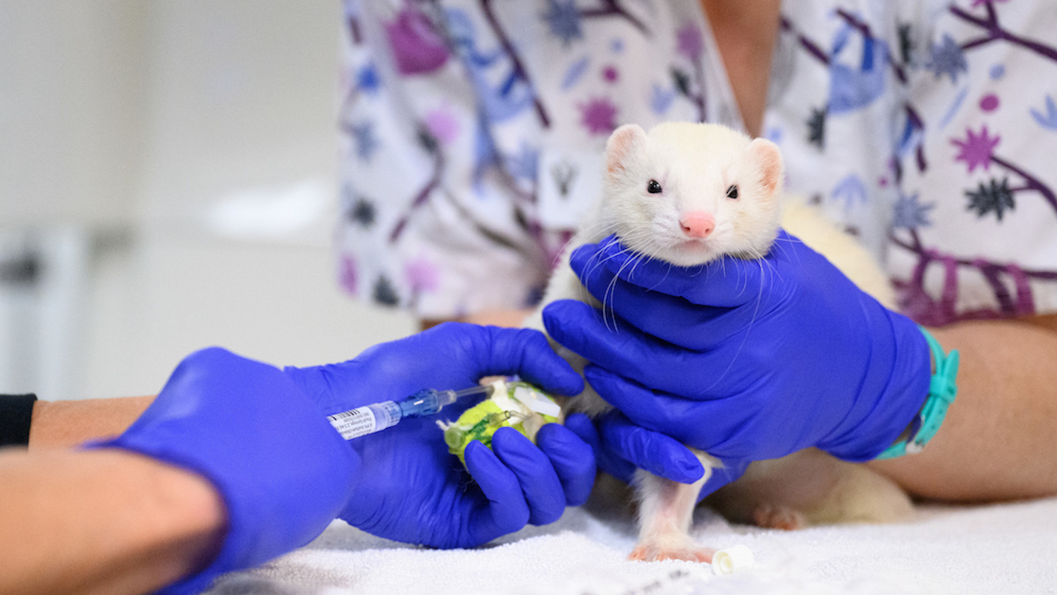 Odin the ferret being prepped for radiation therapy