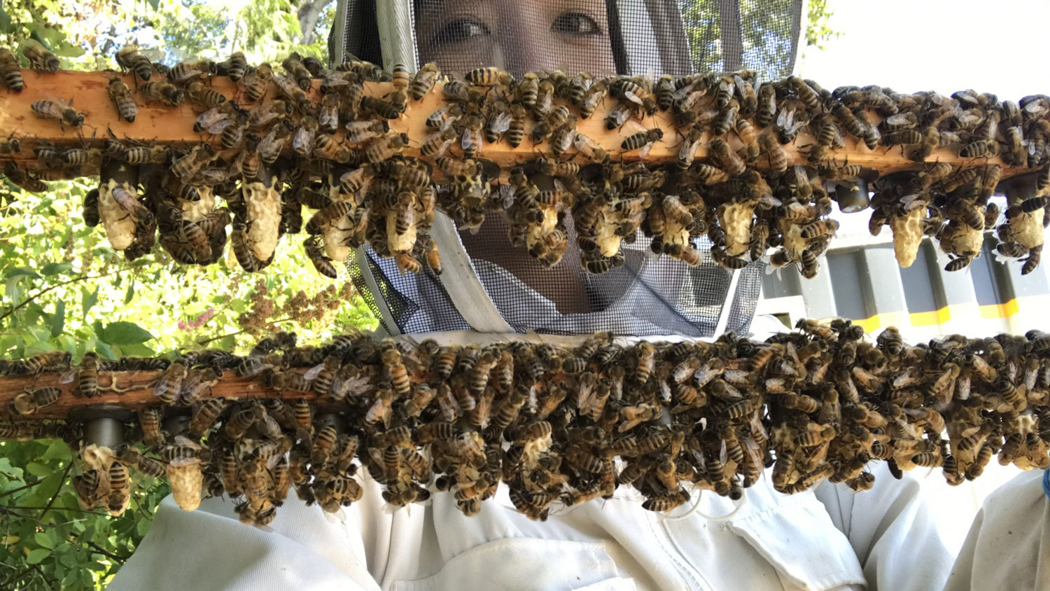 NC State researcher Alison McAfee prepares queen cells to go into honey bee mating colonies.