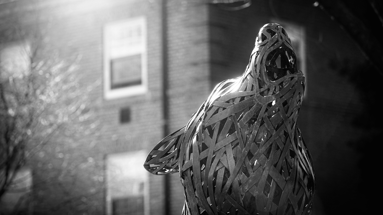 Wolf Plaza copper wolf statue black and white