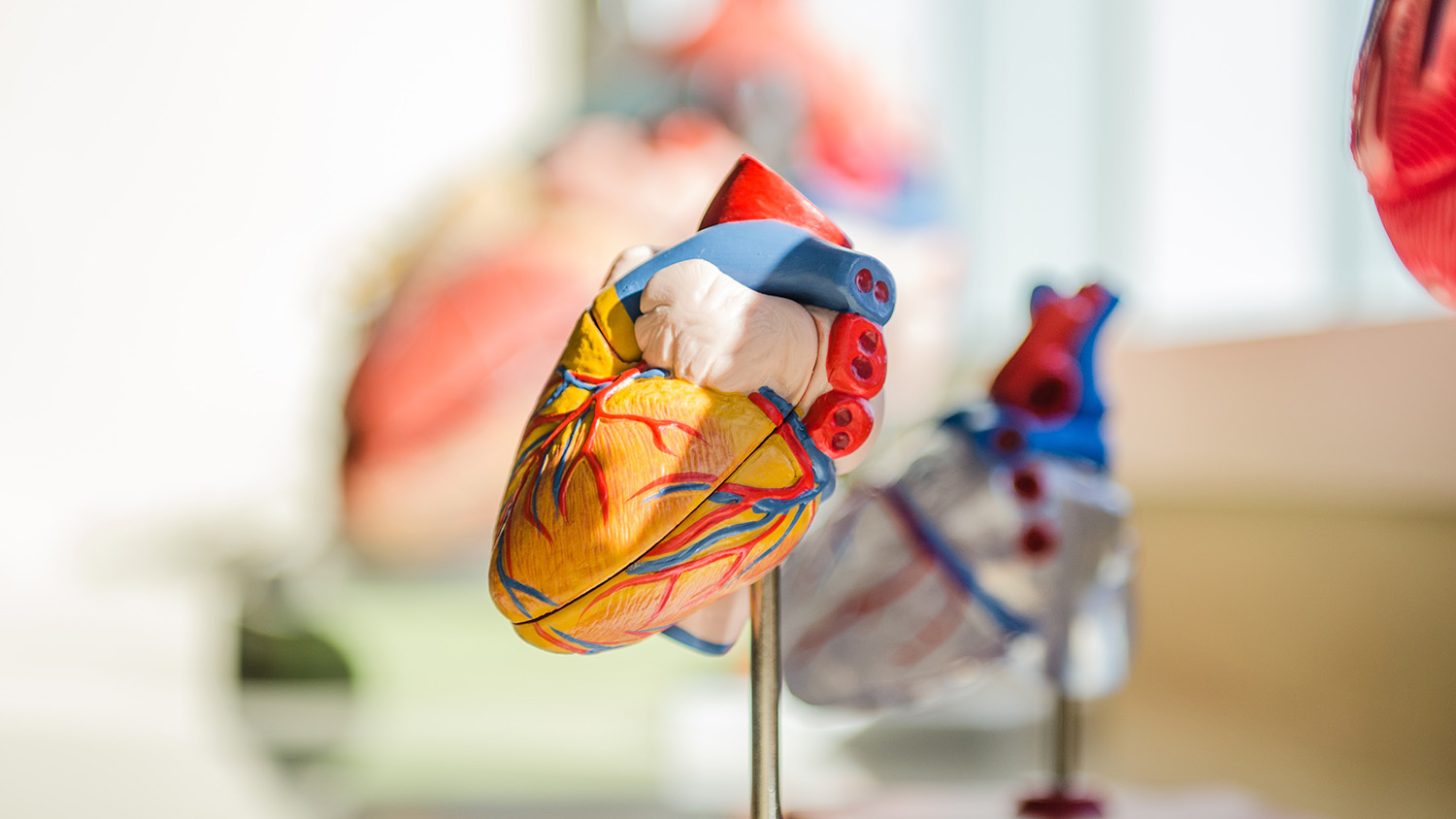a model of the human heart