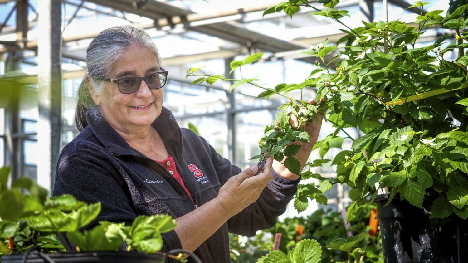 Gina Fernandez among berry plants in a green house