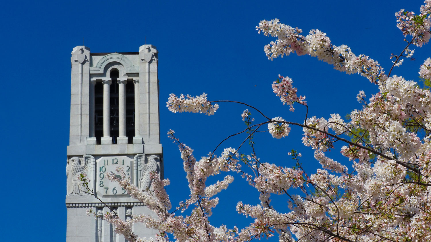 The NC State belltower stands, surrounded by blooms of spring.