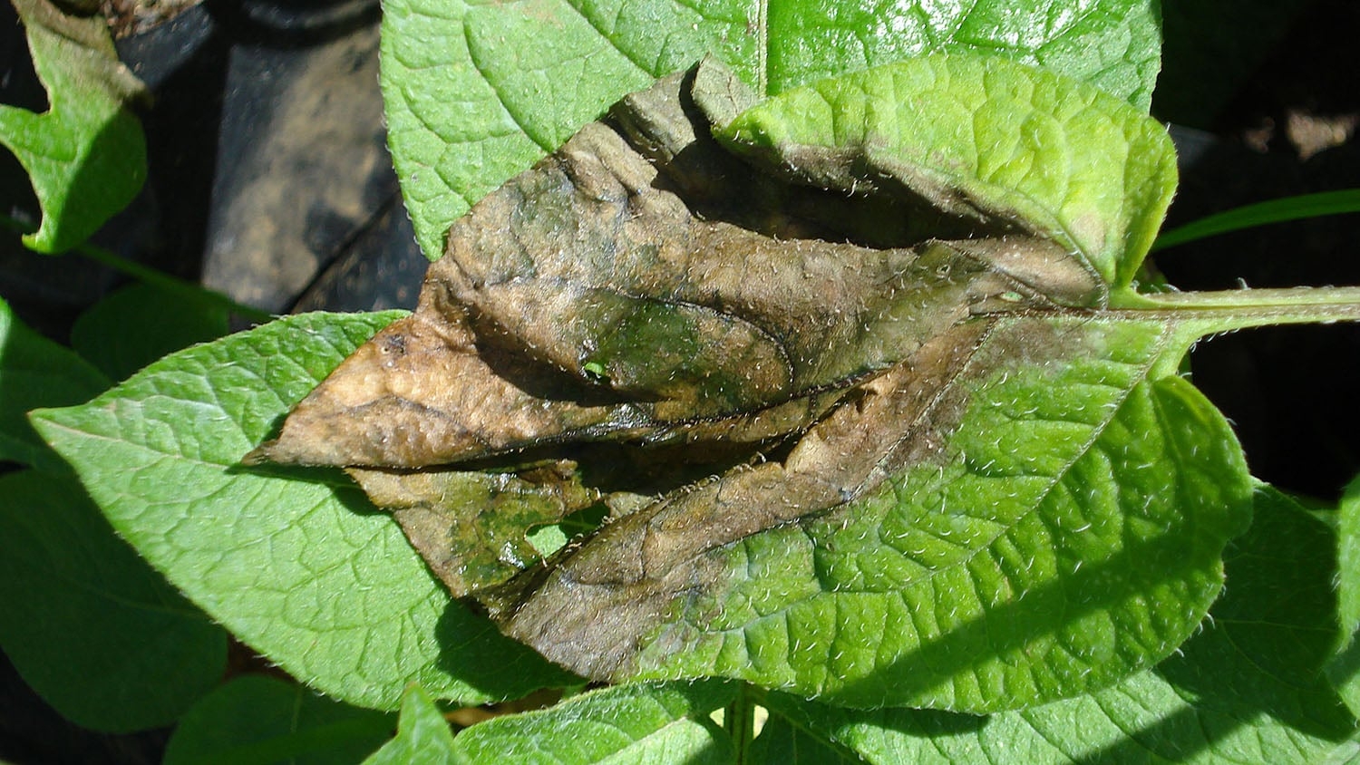 A wilted potato leaf