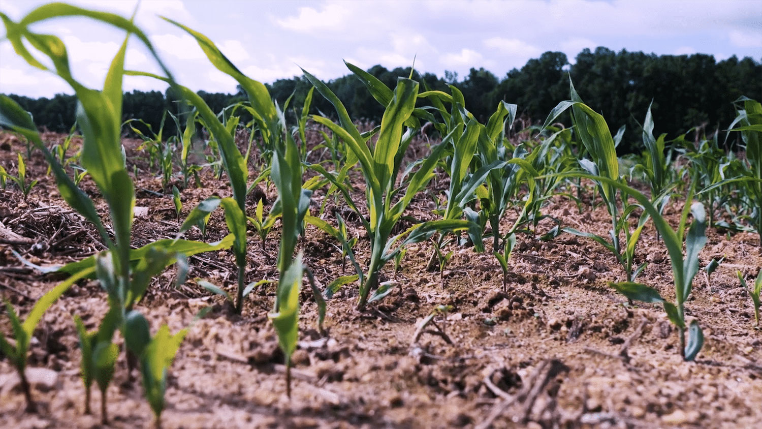 crops in a field