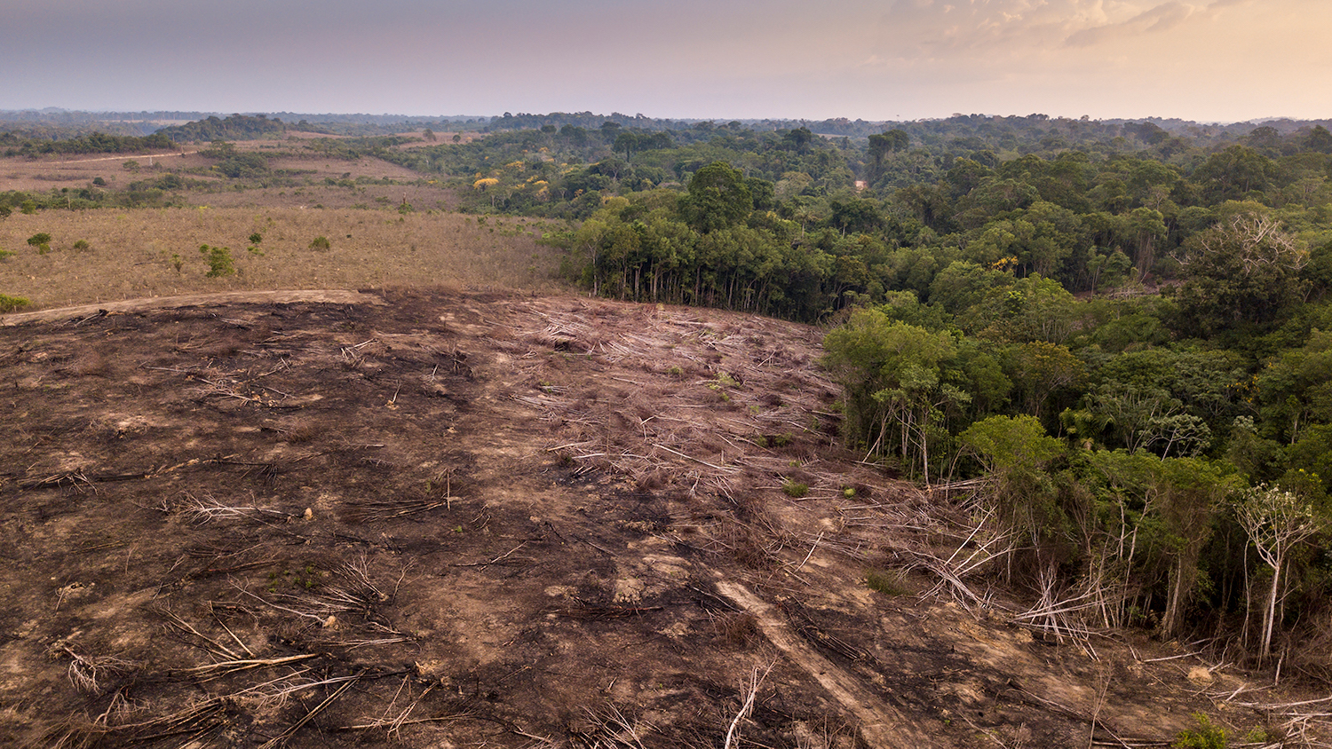 Amazon Rainforest deforestation