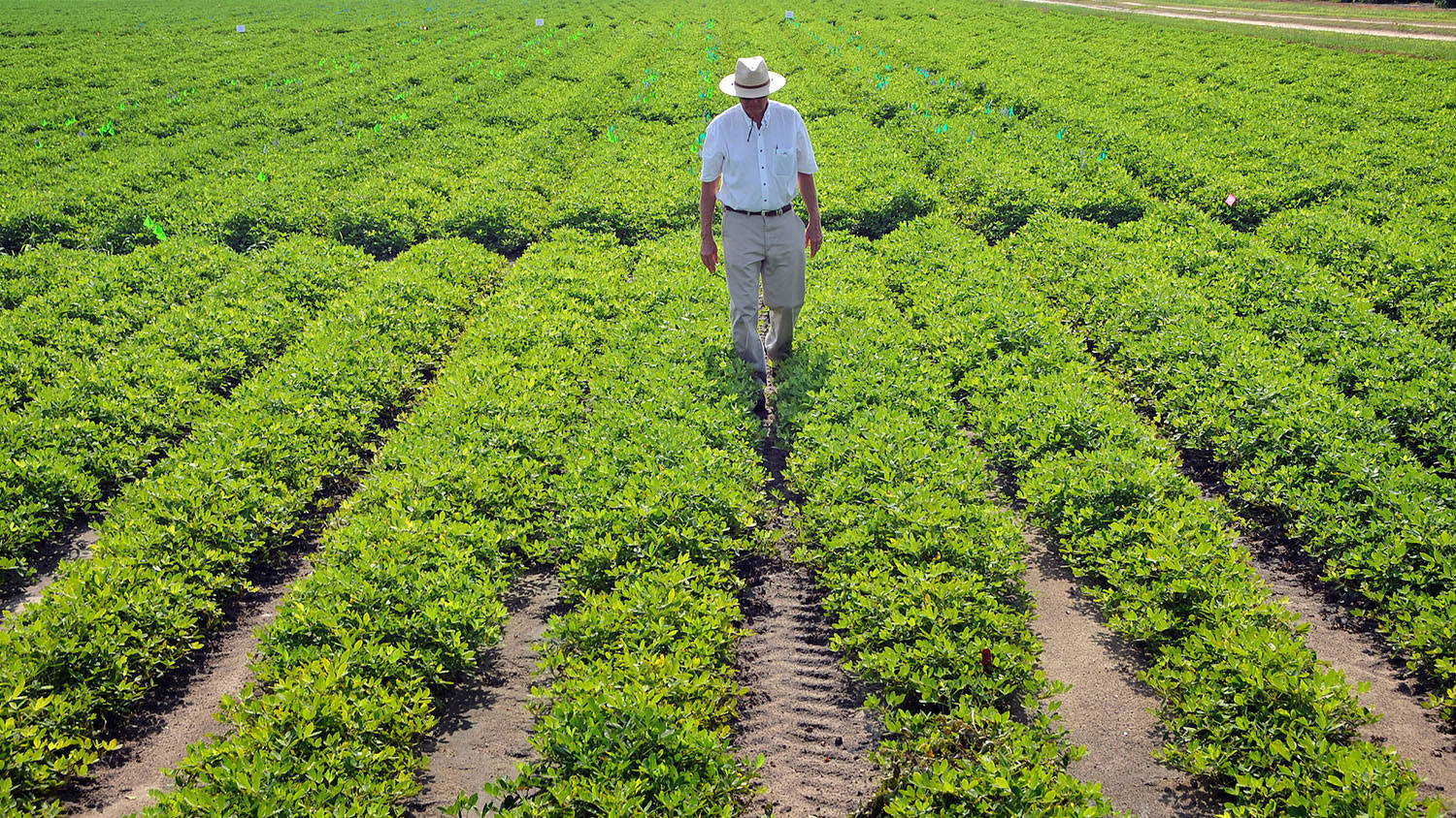 Man walking through an ag field