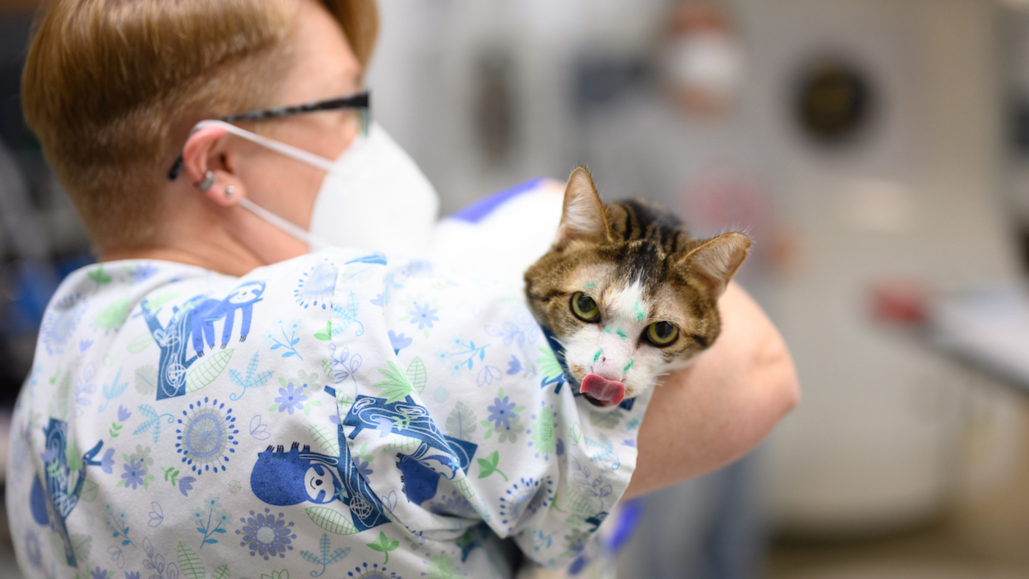 Chatterbox the cat being held by a veterinary member