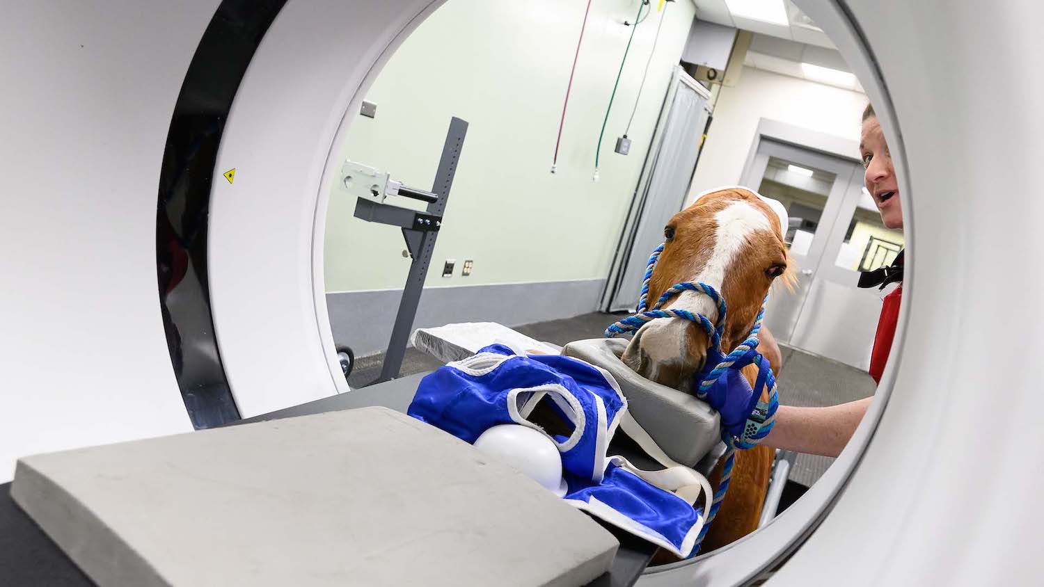 A horse being put into CVM's new standing CT scan
