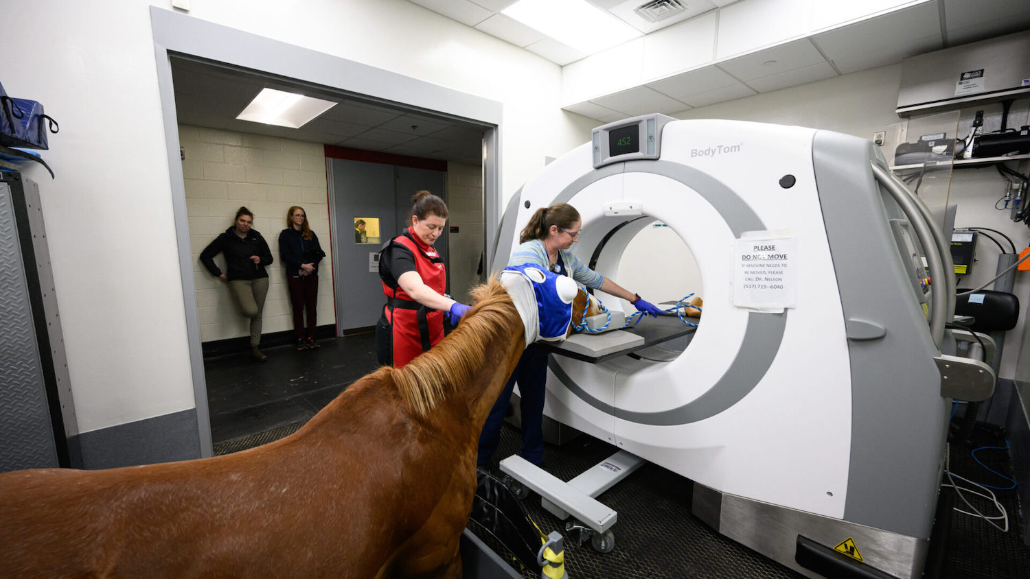 CVM workers put a horse into a CT machine