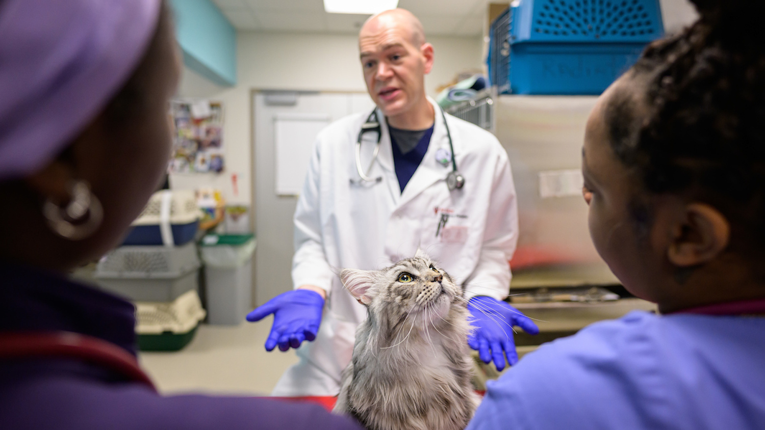 Dr. Mike Nolan shares his evaluation of Smokey Bear Russell, a 1.5-year-old Maine Coon cat, with Savannah S. Simon, a second-year veterinary student at Tuskegee University in Alabama, and Briana Horne-Reid, a second-year DVM student at NC State.