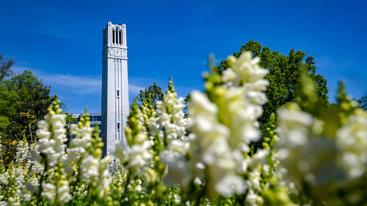 The Memorial Belltower and flowers