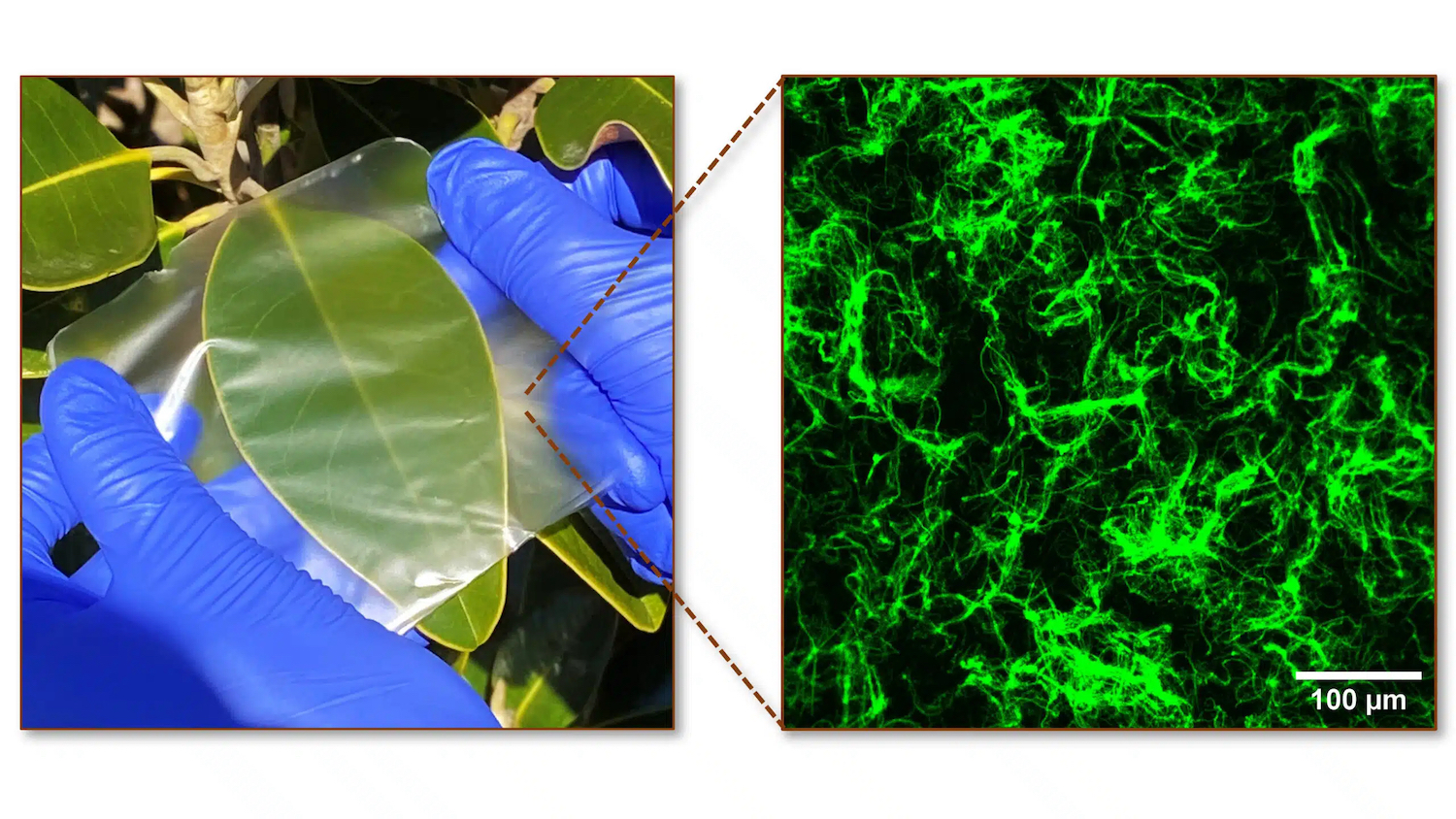 The biocomposite films look similar to many synthetic plastics (left), however, their structure is hierarchically reinforced as seen in the fluorescence microscopy image (right). Photo courtesy of Orlin Velev, NC State University.