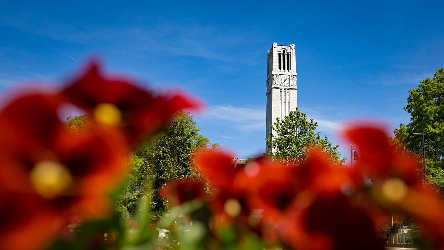 The Memorial Belltower behind some red flowers