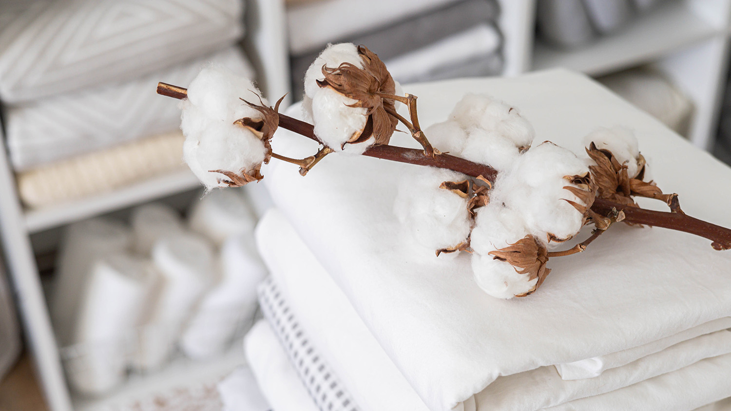A cotton branch and cotton products. Photo by Kostikova via iStock